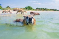 German shepherd swimming in ocean and three dogs walking onto beach, United States — Stock Photo