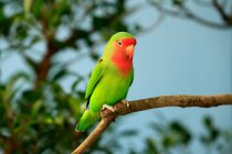 Papagaio empoleirado em um ramo, Indonésia — Fotografia de Stock