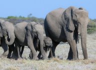 Слони ходять у чагарнику (національний парк Етоша, Намібія). — стокове фото