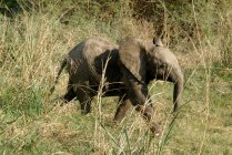 Bezerro de elefante no mato, Limpopo, Província do Norte, África do Sul — Fotografia de Stock