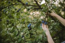 Femme cueillant des prunes dans son jardin, Serbie — Photo de stock