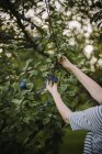 Donna che raccoglie prugne nel suo giardino, Serbia — Foto stock