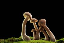Primo piano dei funghi che crescono sul muschio, Indonesia — Foto stock