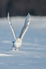 Біла сова в польоті (Квебек, Канада). — стокове фото