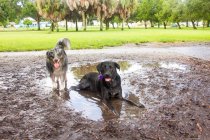 Australian Shepherd and Labrador Retriever dog in the mud, Estados Unidos - foto de stock