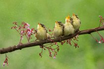 Quatro pássaros sentados em um galho, Indonésia — Fotografia de Stock