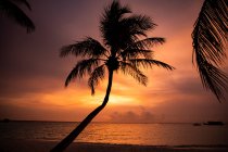 Silhouette eines Pam-Baums am Strand bei Sonnenuntergang, Malediven — Stockfoto
