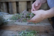 Woman's hands holding a bunch of creeping thyme — Stock Photo