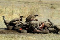 Buitres alimentándose del cadáver de un elefante bebé muerto, Parque Nacional Moremi, Botswana - foto de stock