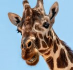 Reticulated giraffe, Samburu national reserve, Kenya — Stock Photo