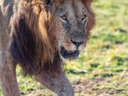 Ritratto del leggendario leone di nome Bob Marley, Masai Mara, Kenya — Foto stock