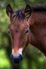 Pferdeporträt, Naturpark Urkiola, Durango Vizcaya, Baskenland, Spanien — Stockfoto