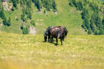 Cavalos selvagens nos Alpes Austríacos, Salzburgo, Áustria — Fotografia de Stock