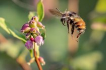 Bee hovering by a flower, Vancouver Island, British Columbia, Canada — Stock Photo
