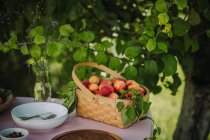 Una cesta de albaricoques sobre una mesa en un jardín, Serbia - foto de stock
