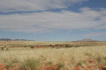 Пустынный пейзаж, Национальный парк Намиб-Науклуфт, Намибия — стоковое фото