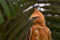 Ritratto di un'aquila di falco di Giava, Indonesia — Foto stock