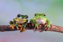 Australian white tree frog and dumpy tree frog on a branch, Indonesia — Stock Photo