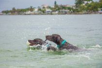 Deux chiens vont chercher une balle dans l'océan, États-Unis — Photo de stock