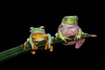 Flying frog and dumpy tree frog on a branch, Indonesia — Stock Photo