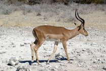 Impala de cara negra, Parque Nacional Etosha, Namibia - foto de stock