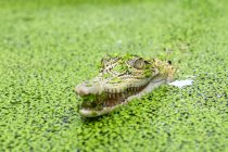 Krokodil in einem Fluss voller Wasserlinsen, Indonesien — Stockfoto