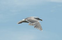 Seagull in flight, British Columbia, Canada — Stock Photo