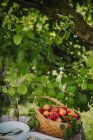 Ein Korb mit Aprikosen auf einem Tisch in einem Garten, Serbien — Stockfoto