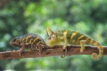 Dois camaleões velados em um ramo, Indonésia — Fotografia de Stock