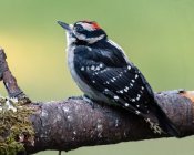 Downy Woodpecker em uma filial, Canadá — Fotografia de Stock