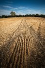 Campo de trigo después de la cosecha de verano, Vitoria, Álava, País Vasco, España - foto de stock