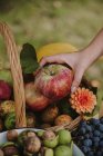 Donna che sceglie una mela da un tavolo pieno di frutta e verdura, Serbia — Foto stock