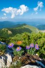 Метелик на альпійських пасхальних квітах, гора Красток, Боснія і Герцеговина — стокове фото