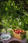 Ein Korb mit Aprikosen auf einem Tisch in einem Garten, Serbien — Stockfoto