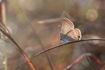 Primer plano de una mariposa en una planta, Indonesia - foto de stock