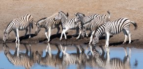 Six zèbres debout près d'un trou d'eau, parc national d'Etosha, Namibie — Photo de stock