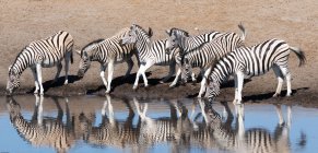 Seis Zebras em pé perto de um buraco de água, Parque Nacional Etosha, Namíbia — Fotografia de Stock