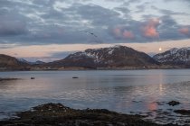 Patos Eider na praia ao pôr do sol, Lofoten, Nordland, Noruega — Fotografia de Stock