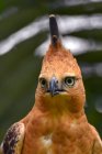 Ritratto di un'aquila di falco di Giava, Indonesia — Foto stock