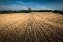 Campo di grano dopo la vendemmia estiva, Vitoria, Alava, Paesi Baschi, Spagna — Foto stock