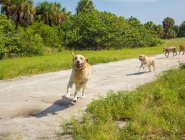 Four dogs running along a footpath, United States — Stock Photo