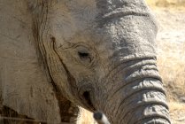 Retrato de um elefante, poço do Okaukuejo, Parque Nacional de Etosha, Namíbia — Fotografia de Stock