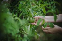 Mulher de pé no jardim olhando para um tomate verde, Sérvia — Fotografia de Stock
