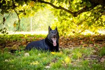 Portrait of a black German shepherd dog lying under a tree, United States — Stock Photo