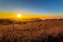 Ovelhas pastando em um campo ao pôr do sol, Gabicce Monte, Pesaro e Urbino, Itália — Fotografia de Stock