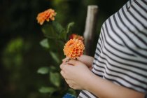 Woman standing in a garden holding a dahlia flower, Serbia — Stock Photo