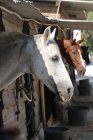 Три лошади в конюшне, Греция — стоковое фото