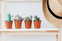 Quatre cactus sur une étagère à côté d'un chapeau de paille — Photo de stock