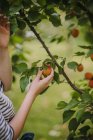 Frau pflückt Aprikosen in ihrem Garten, Serbien — Stockfoto