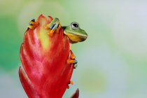 Flying frog (rachophorus reinwardtii) on a flower bud, Indonesia — Stock Photo